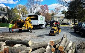 Best Leaf Removal  in Elmo, TX