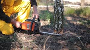 Best Lawn Mowing  in Elmo, TX