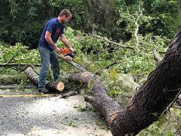 How Our Tree Care Process Works  in  Elmo, TX