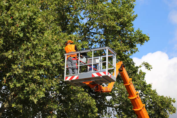 Best Tree Disease Treatment  in Elmo, TX