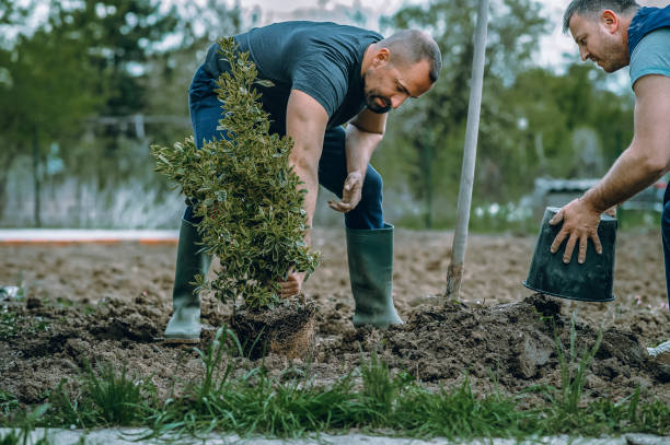 Best Tree Trimming and Pruning  in Elmo, TX