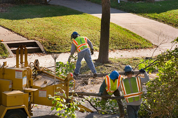 Best Lawn Pest Prevention  in Elmo, TX