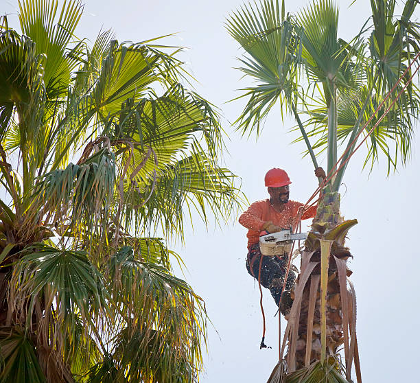 Best Emergency Tree Removal  in Elmo, TX