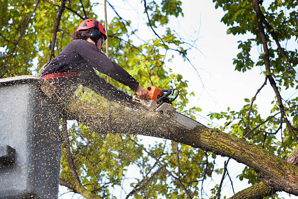 Best Tree Risk Assessment  in Elmo, TX