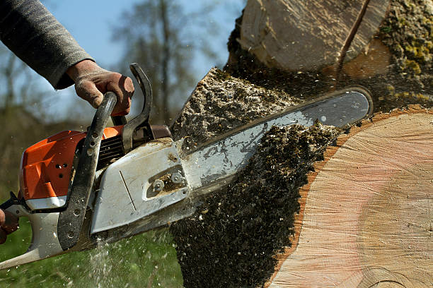 Best Tree Mulching  in Elmo, TX