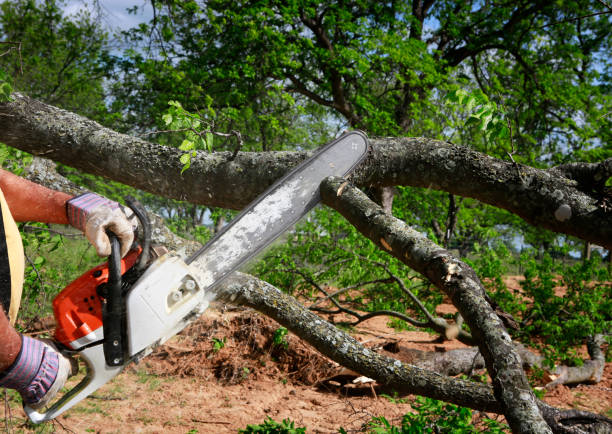 Best Lawn Pest Prevention  in Elmo, TX